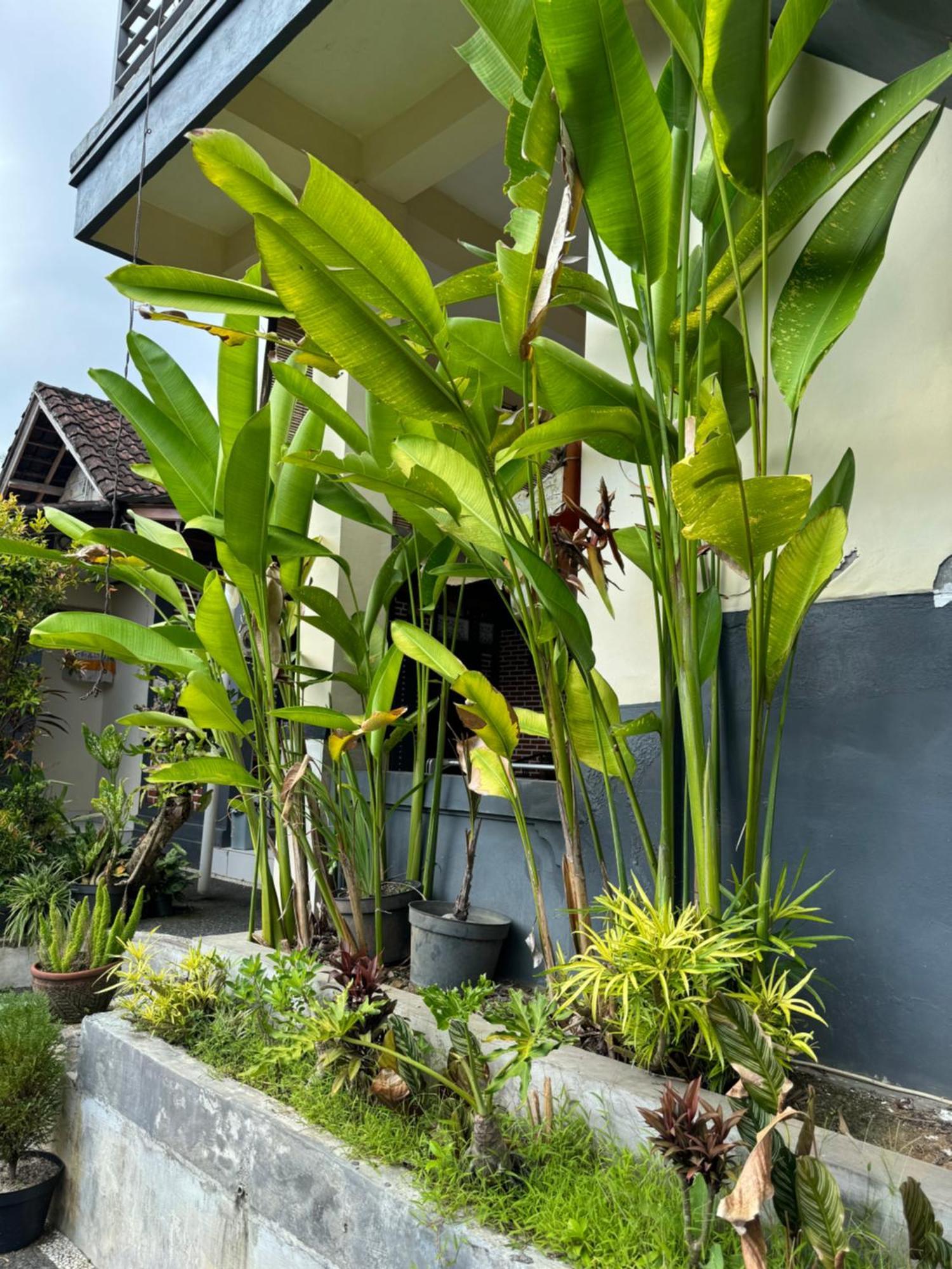 Rama Homestay 우붓 외부 사진